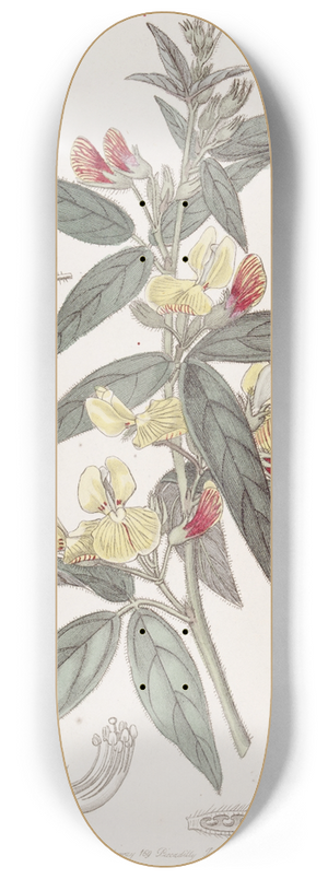 Sydenham Edwards - Two-coloured Pigeon Pea 8.25 inch art skate deck