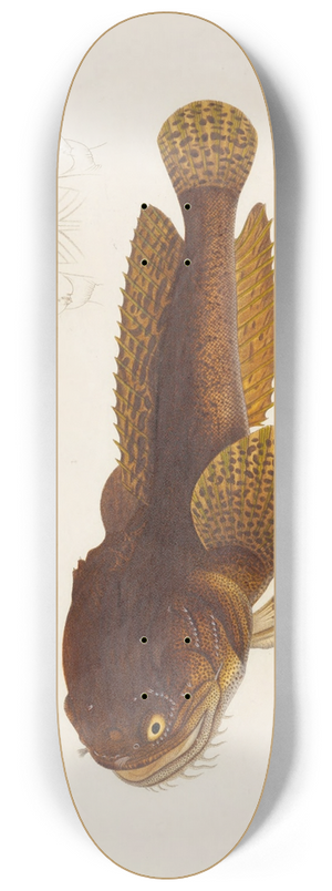 Arthus Bertrand - Batrachus Algeriensis 8.25 inch art skate deck Arthus Bertrand - Batrachus Algeriensis 8.25 inch art skate deck