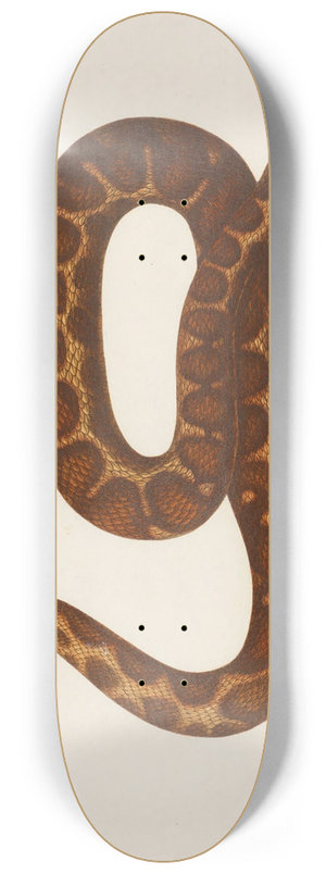 Arthus Bertrand - Echidna Mauritanica 8.25 inch art skate deck Arthus Bertrand - Echidna Mauritanica 8.25 inch art skate deck