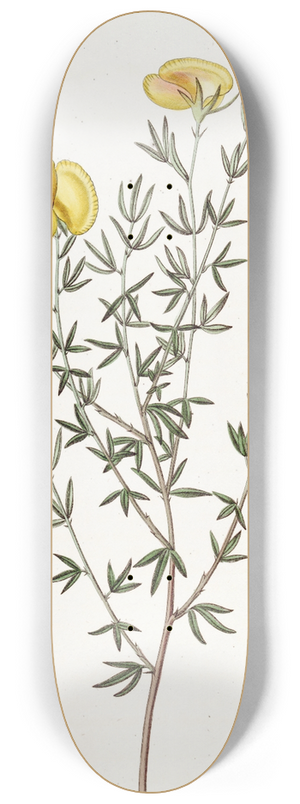 Sydenham Edwards - Veiny-leaved Gompholobium 8.25 inch art skate deck