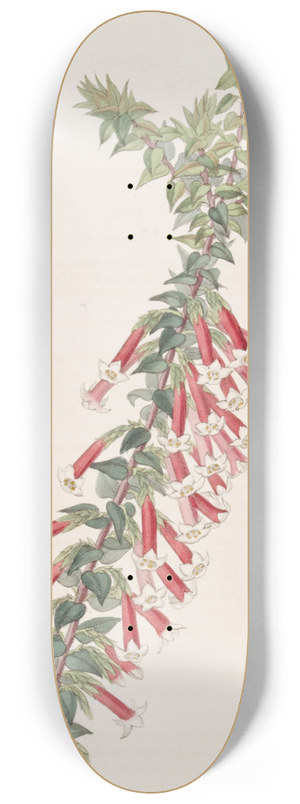 Sydenham Edwards - Vermilion Epacris 8.25 inch art skate deck