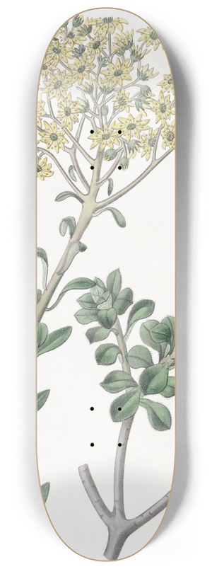 Sydenham Edwards - Villous Houseleek 8.25 inch art skate deck