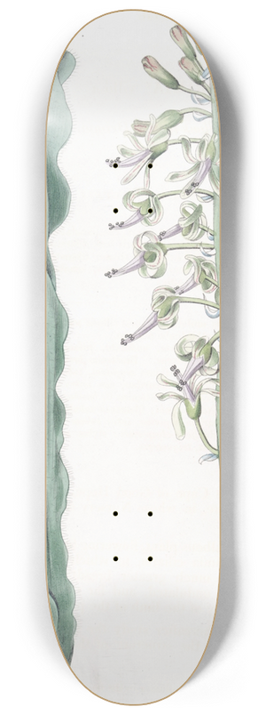Sydenham Edwards - Villous-leaved Drimia 8.25 inch art skate deck