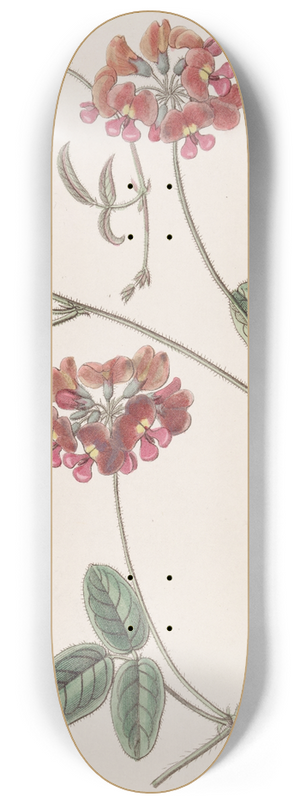 Sydenham Edwards - Villous Zichya 8.25 inch art skate deck