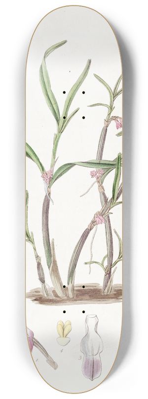 Sydenham Edwards - Violet Boatlip 8.25 inch art skate deck