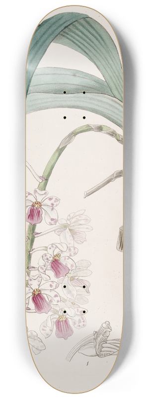 Sydenham Edwards - Violet Vanda 8.25 inch art skate deck