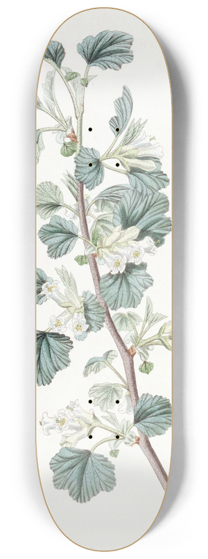 Sydenham Edwards - Waxy Currant 8.25 inch art skate deck