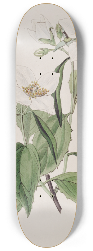 Sydenham Edwards - Weak-branched Syringa 8.25 inch art skate deck