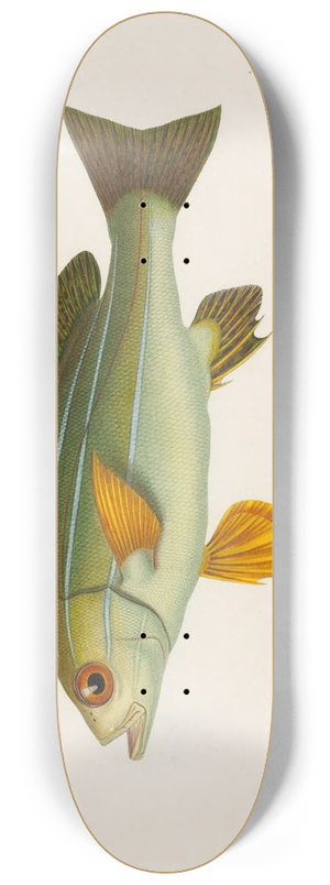 Arthus Bertrand - Pristipoma octolineatum 8.25 inch art skate deck Arthus Bertrand - Pristipoma octolineatum 8.25 inch art skate deck