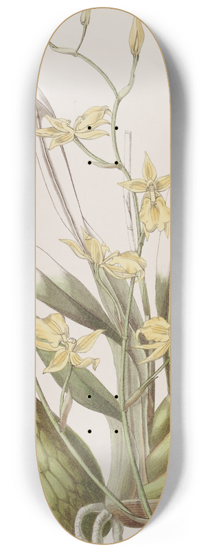 Sydenham Edwards - Whiskered Curvelip 8.25 inch art skate deck