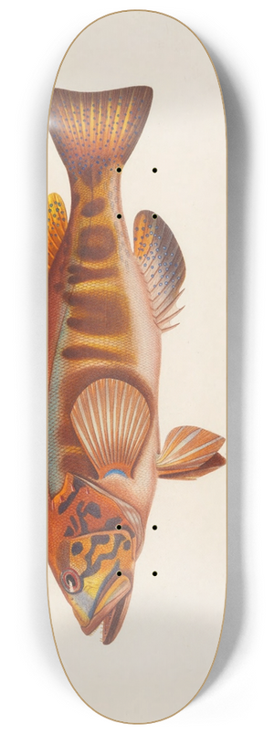 Arthus Bertrand - Serranus cabrilla 8.25 inch art skate deck Arthus Bertrand - Serranus cabrilla 8.25 inch art skate deck