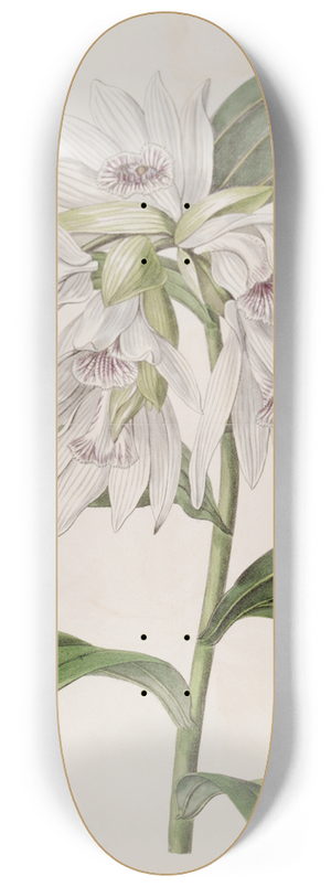 Sydenham Edwards - White Phaius 8.25 inch art skate deck