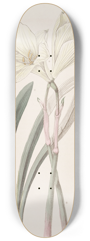 Sydenham Edwards - Whole-coloured Habranth 8.25 inch art skate deck