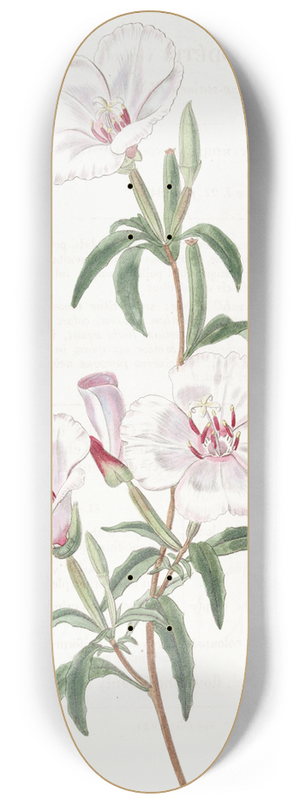 Sydenham Edwards - Wine-stained Godetia 8.25 inch art skate deck