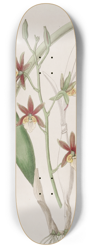 Sydenham Edwards - Wing-fruited Epidendrum 8.25 inch art skate deck