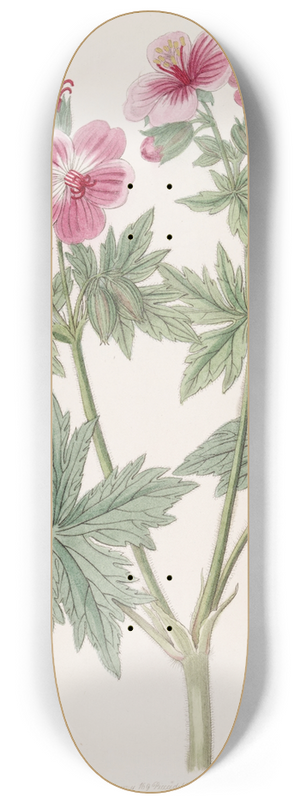 Sydenham Edwards - Wooly-flowered Geranium 8.25 inch art skate deck
