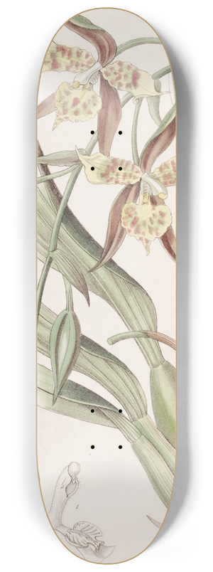 Sydenham Edwards - Yellow and Brown Odontoglossum 8.25 inch art skate deck