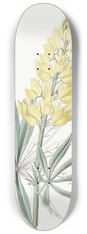 Sydenham Edwards - Yellow Perennial Lupine 8.25 inch art skate deck