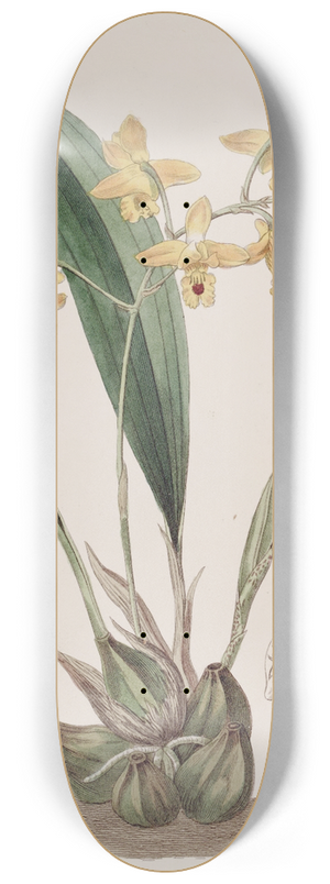 Sydenham Edwards - Yellow racemose Maxillaria 8.25 inch art skate deck