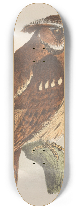 Theo van Hoytema - Owl On A Branch (Bubo Lettii) 8.25 inch art skate deck Theo van Hoytema - Owl On A Branch (Bubo Lettii) 8.25 inch art skate deck