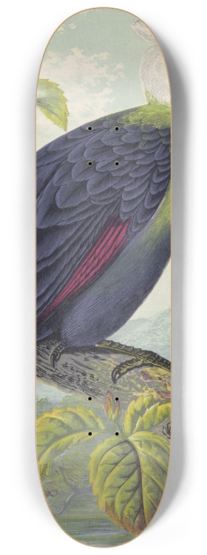 Thomas Waterman Wood - Corythaix Leucolopha 8.25 inch art skate deck Thomas Waterman Wood - Corythaix Leucolopha 8.25 inch art skate deck