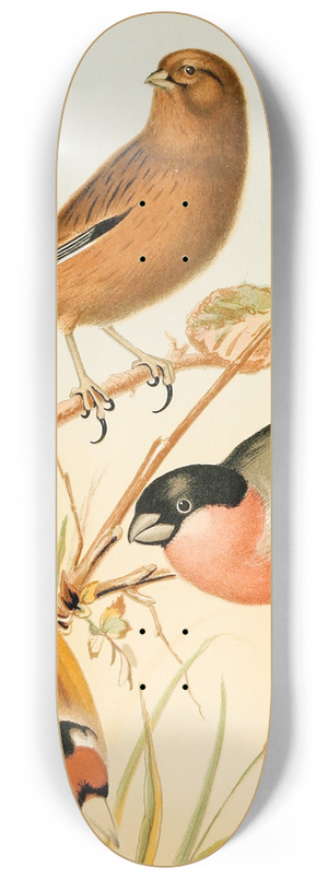 W. A . Blakston - Goldfinch, Linnet, Bullfinch 8.25 inch art skate deck W. A . Blakston - Goldfinch, Linnet, Bullfinch 8.25 inch art skate deck