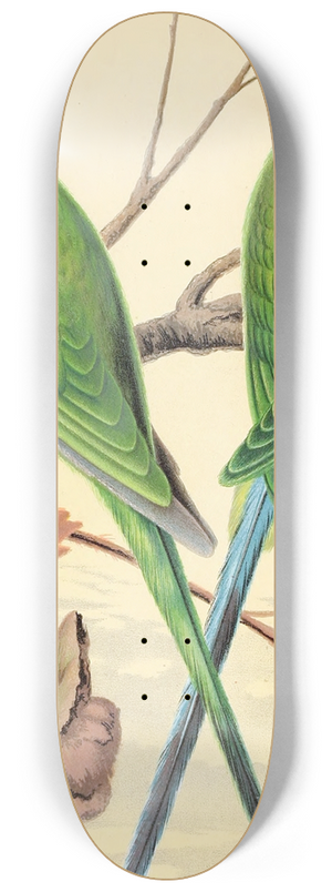 W. A . Blakston - Ring-Necked Parrakeet, Plum-Headed Parrakeet 8.25 inch art skate deck W. A . Blakston - Ring-Necked Parrakeet, Plum-Headed Parrakeet 8.25 inch art skate deck