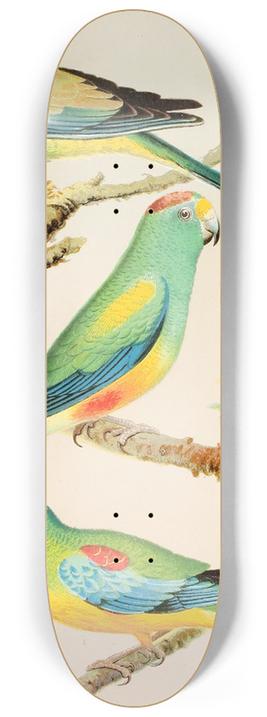 W. A . Blakston - Turquoisine Parrakeet, Many Coloured Parrakeets 8.25 inch art skate deck W. A . Blakston - Turquoisine Parrakeet, Many Coloured Parrakeets 8.25 inch art skate deck