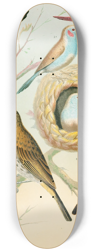 W. A . Blakston - Waxbills,Saffron Finch,African Fire Flnch 8.25 inch art skate deck W. A . Blakston - Waxbills,Saffron Finch,African Fire Flnch 8.25 inch art skate deck
