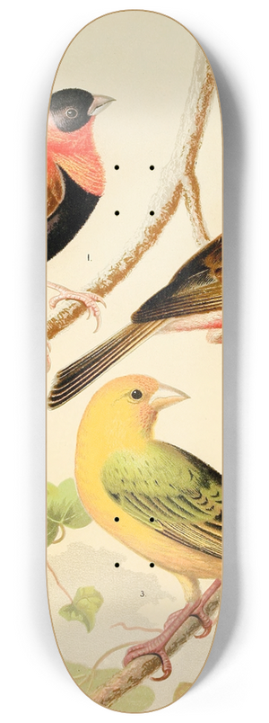 W. A . Blakston - Weavers-Orange Bishop And Madagascar, Saffron Flnch 8.25 inch art skate deck W. A . Blakston - Weavers-Orange Bishop And Madagascar, Saffron Flnch 8.25 inch art skate deck
