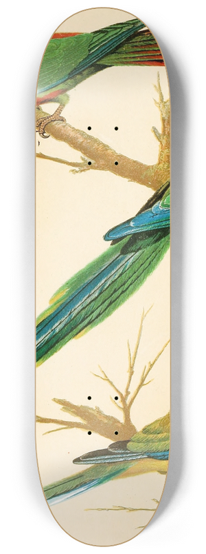 W. A . Blakston - White-Eared Conures, Malabar Parrakeet, Blue Bonnet Parrakeet 8.25 inch art skate deck W. A . Blakston - White-Eared Conures, Malabar Parrakeet, Blue Bonnet Parrakeet 8.25 inch art skate deck
