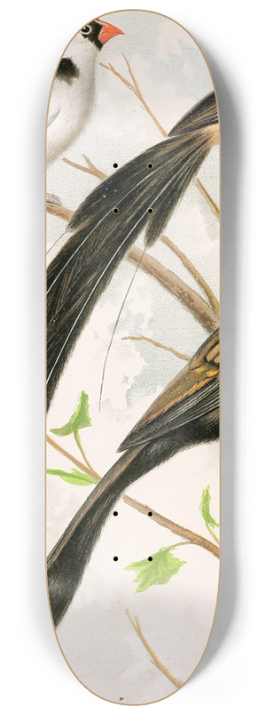 W. A . Blakston - Wydah Birds 8.25 inch art skate deck W. A . Blakston - Wydah Birds 8.25 inch art skate deck
