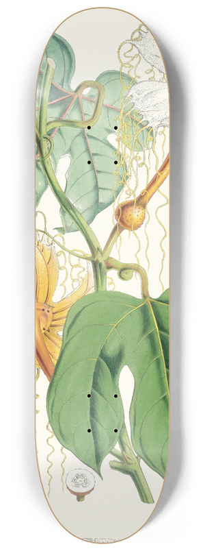 Walter Hood Fitch - Hodgsonia Heteroclita, Hook. fil. et Thoms. (Female plant). 8.25 inch art skate deck