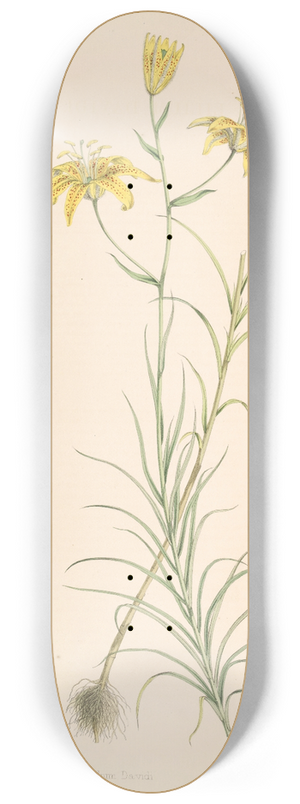 Walter Hood Fitch - Lilium Davidi 8.25 inch art skate deck