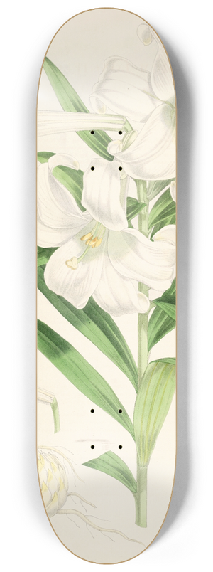 Walter Hood Fitch - Lilium lingiflorium 8.25 inch art skate deck