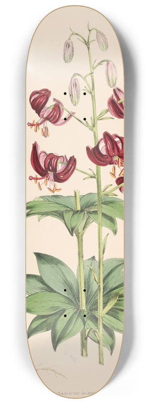 Walter Hood Fitch - Lilium martagon var dalmaticum 8.25 inch art skate deck