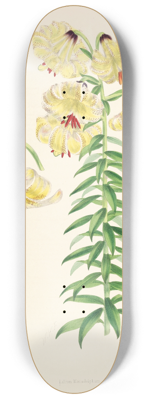 Walter Hood Fitch - Lilium Monadelphum. 8.25 inch art skate deck