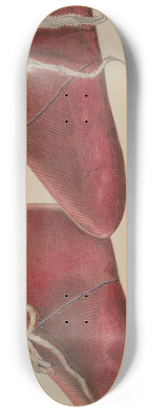 William Frank - Babys Shoe 8.25 inch art skate deck