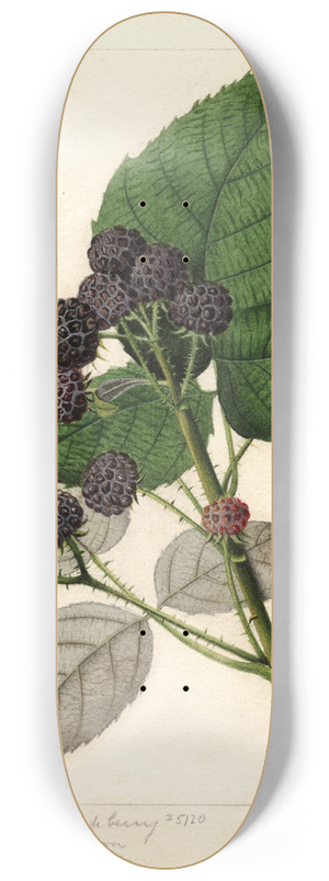 William Henry Prestele - Rubus: Ferndale 8.25 inch art skate deck