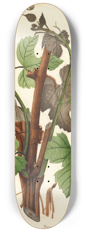William Henry Prestele - Vitis: Hartford Prolific 8.25 inch art skate deck