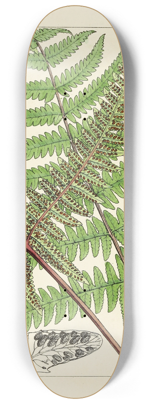 William Jackson Hooker - A century of ferns Pl.85 8.25 inch art skate deck