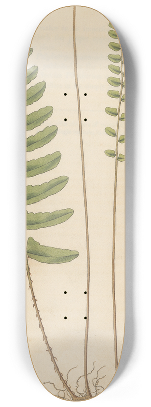 William Jackson Hooker - Acrostichum appendiculatum 8.25 inch art skate deck