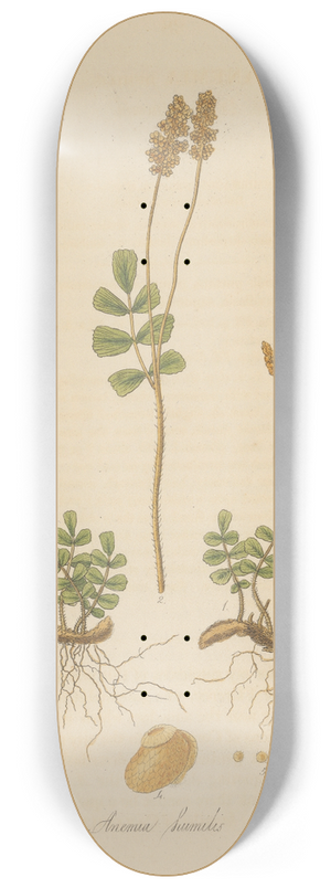 William Jackson Hooker - Anemia humilis 8.25 inch art skate deck