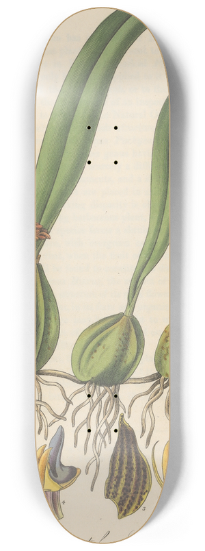 William Jackson Hooker - Anisopetalum Careyanum 8.25 inch art skate deck