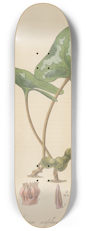 William Jackson Hooker - Asarum arifolium 8.25 inch art skate deck