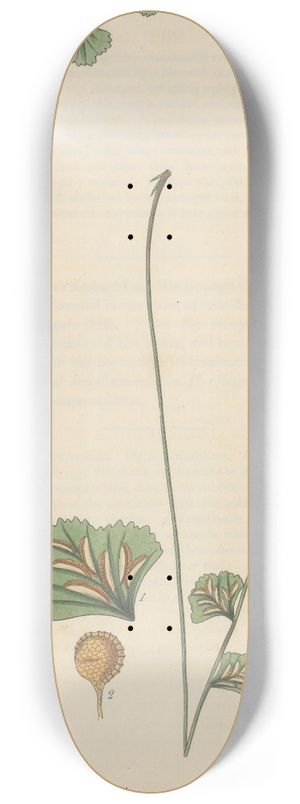 William Jackson Hooker - Asplenium flabelliforme 8.25 inch art skate deck