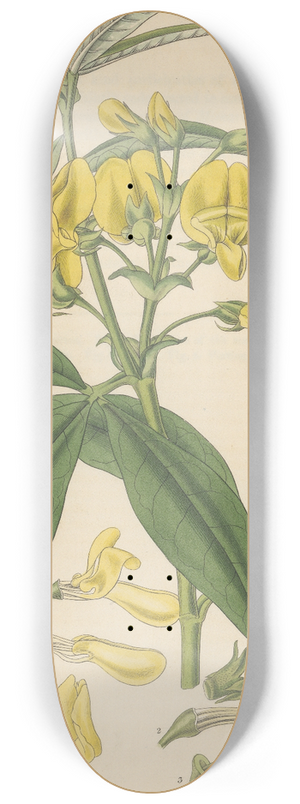 William Jackson Hooker - Baptisia nepalensis 8.25 inch art skate deck