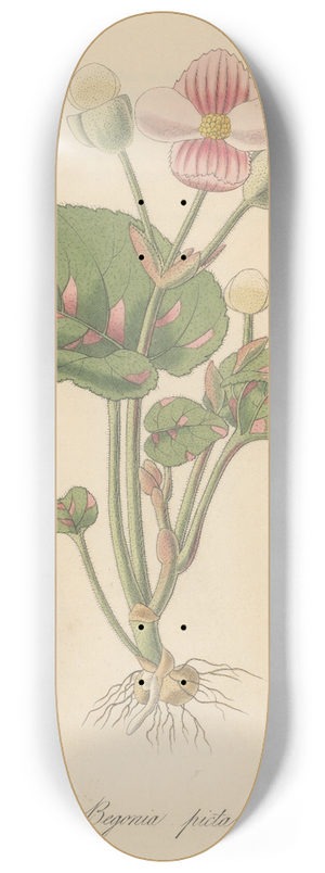 William Jackson Hooker - Begonia picta 8.25 inch art skate deck