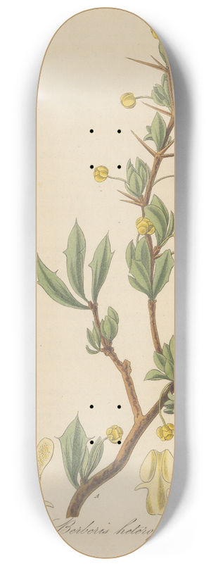 William Jackson Hooker - Berberis heterophylla 8.25 inch art skate deck