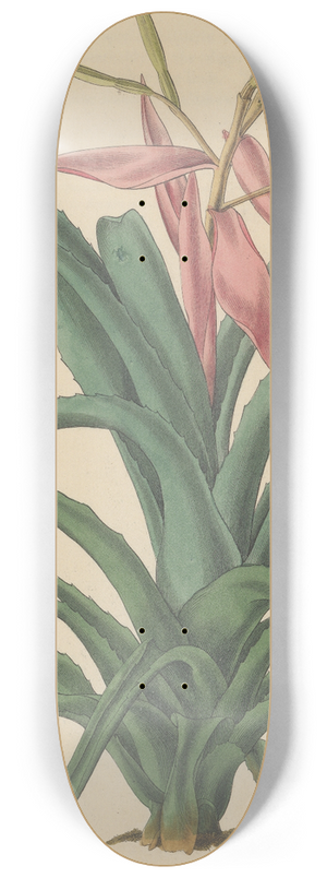 William Jackson Hooker - Bromelia pallida 8.25 inch art skate deck